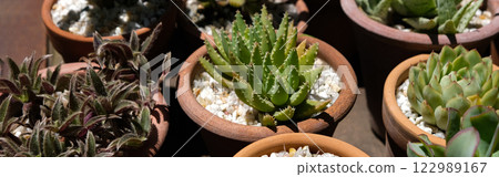 Succulents in terracotta clay and concrete pots. Collection of potted plants. Banner Succulents in terracotta clay and concrete pots. Collection of potted plants. Banner 122989167