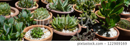 Banner. Succulents in terracotta clay and concrete pots. Collection of potted plants. Sale of plants Banner. Succulents in terracotta clay and concrete pots. Collection of potted plants. Sale of plants 122989169