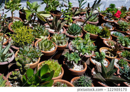 Succulents in terracotta clay and concrete pots. Collection of potted plants. Sale of plants Succulents in terracotta clay and concrete pots. Collection of potted plants. Sale of plants 122989170