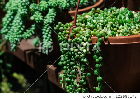 Hanging thread branches of Senecio rowleyanus. Curio, Asteraceae, ampelny plant, groundcover. 122989172