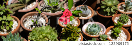 Succulents in terracotta clay and concrete pots. Collection of potted plants. Banner Succulents in terracotta clay and concrete pots. Collection of potted plants. Banner 122989173