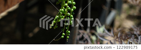 Hanging thread branches of Senecio rowleyanus. Curio, Asteraceae, ampelny, Banner Hanging thread branches of Senecio rowleyanus. Curio, Asteraceae, ampelny, Banner 122989175