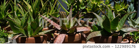 Succulents in terracotta clay and concrete pots. Collection of potted plants. Banner 122989176