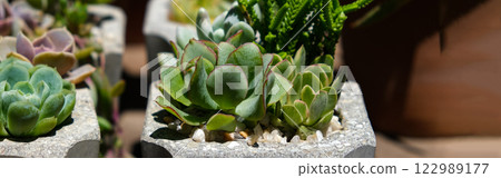 succulents in concrete pots. Collection of potted plants. Sale of plants, seedlings for home succulents in concrete pots. Collection of potted plants. Sale of plants, seedlings for home 122989177