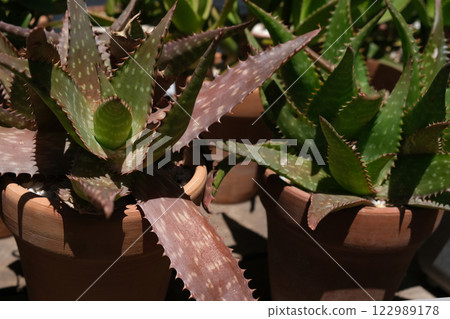 Aloe maculata, Soap Aloe, Succulents in terracotta clay and concrete pots. Collection 122989178