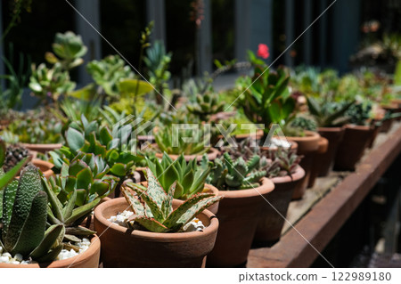 Succulents in terracotta clay and concrete pots. Collection of potted plants. Sale of plants Succulents in terracotta clay and concrete pots. Collection of potted plants. Sale of plants 122989180