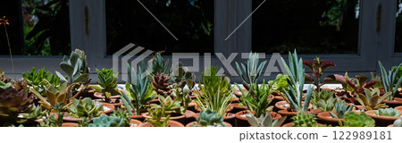 Succulents in terracotta clay and concrete pots. Collection of plants for Sale. banner Succulents in terracotta clay and concrete pots. Collection of plants for Sale. banner 122989181