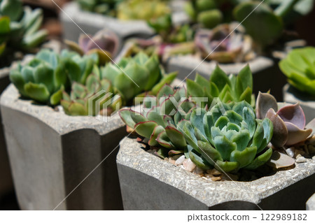 succulents in concrete pots. Collection of potted plants. Sale of plants, seedlings for home succulents in concrete pots. Collection of potted plants. Sale of plants, seedlings for home 122989182
