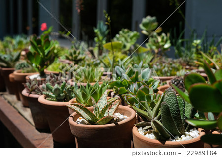 Succulents in terracotta clay and concrete pots. Collection of potted plants. Sale of plants Succulents in terracotta clay and concrete pots. Collection of potted plants. Sale of plants 122989184