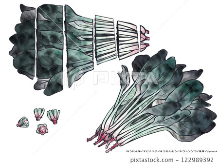 白色背景下柔和色調的菠菜水墨畫 122989392