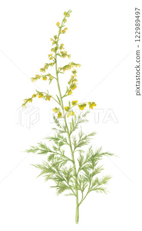 Watercolor drawing of the carrot plant, Yellow carrot 122989497