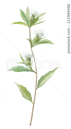 狹葉喀拉拉水彩畫 狹葉喀拉拉水彩畫 122989498