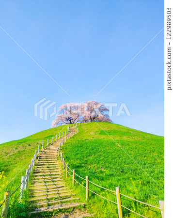 Marugameyama古墳（Sakitama Mound Tomb Park）的櫻花 122989503