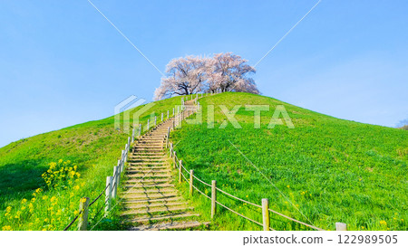 Marugameyama古墳（Sakitama Mound Tomb Park）的櫻花 122989505