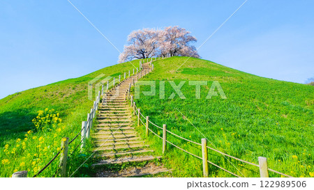 Cherry blossoms of the Marugameyama ancient burial mound (Sakitama Mound Tomb Park) 122989506