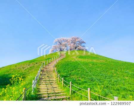 Marugameyama古墳(Sakitama Mound Tomb Park)的櫻花 Marugameyama古墳(Sakitama Mound Tomb Park)的櫻花 122989507