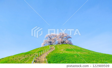 Marugameyama古墳（Sakitama Mound Tomb Park）的櫻花 122989509