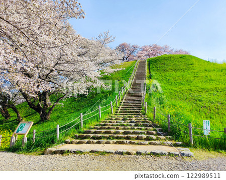 Marugameyama古墳（Sakitama Mound Tomb Park）的櫻花 122989511
