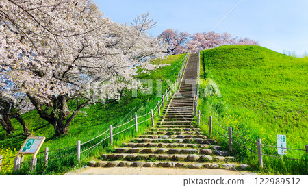 Cherry blossoms of the Marugameyama ancient burial mound (Sakitama Mound Tomb Park) 122989512