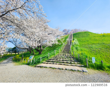 Cherry blossoms of the Marugameyama ancient burial mound (Sakitama Mound Tomb Park) Cherry blossoms of the Marugameyama ancient burial mound (Sakitama Mound Tomb Park) 122989516