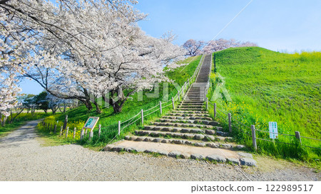 Cherry blossoms of the Marugameyama ancient burial mound (Sakitama Mound Tomb Park) Cherry blossoms of the Marugameyama ancient burial mound (Sakitama Mound Tomb Park) 122989517