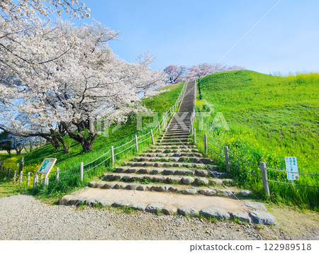 Marugameyama古墳(Sakitama Mound Tomb Park)的櫻花 Marugameyama古墳(Sakitama Mound Tomb Park)的櫻花 122989518