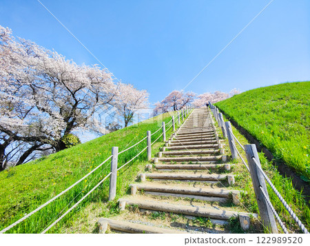 Cherry blossoms of the Marugameyama ancient burial mound (Sakitama Mound Tomb Park) 122989520
