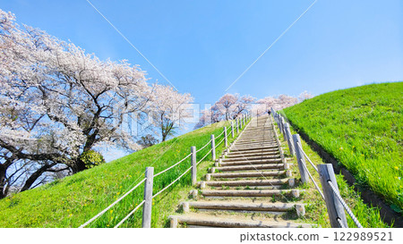 Cherry blossoms of the Marugameyama ancient burial mound (Sakitama Mound Tomb Park) Cherry blossoms of the Marugameyama ancient burial mound (Sakitama Mound Tomb Park) 122989521