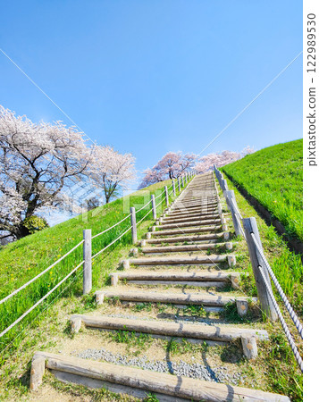 Cherry blossoms of the Marugameyama ancient burial mound (Sakitama Mound Tomb Park) Cherry blossoms of the Marugameyama ancient burial mound (Sakitama Mound Tomb Park) 122989530