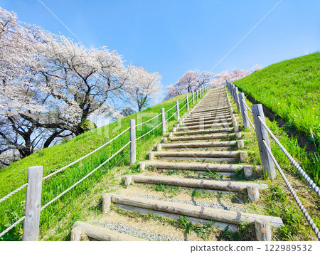 Marugameyama古墳(Sakitama Mound Tomb Park)的櫻花 Marugameyama古墳(Sakitama Mound Tomb Park)的櫻花 122989532