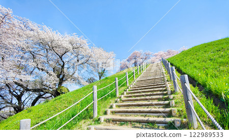Cherry blossoms of the Marugameyama ancient burial mound (Sakitama Mound Tomb Park) Cherry blossoms of the Marugameyama ancient burial mound (Sakitama Mound Tomb Park) 122989533