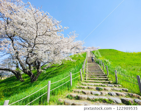 Marugameyama古墳（Sakitama Mound Tomb Park）的櫻花 122989535