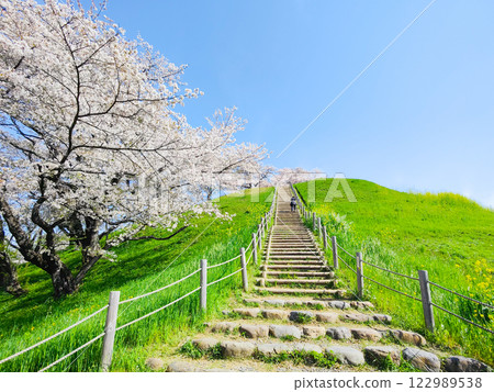Marugameyama古墳（Sakitama Mound Tomb Park）的櫻花 122989538
