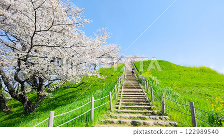 Marugameyama古墳（Sakitama Mound Tomb Park）的櫻花 122989540