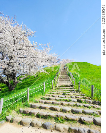 Marugameyama古墳（Sakitama Mound Tomb Park）的櫻花 122989542