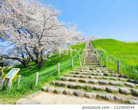 Cherry blossoms of the Marugameyama ancient burial mound (Sakitama Mound Tomb Park) 122989544