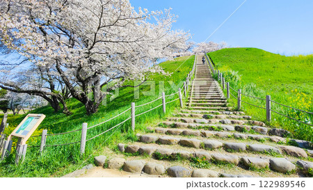 Cherry blossoms of the Marugameyama ancient burial mound (Sakitama Mound Tomb Park) 122989546