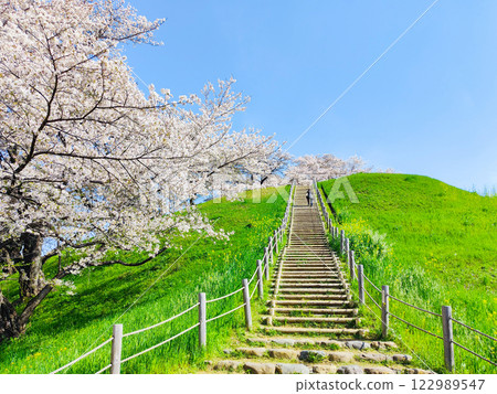 Marugameyama古墳(Sakitama Mound Tomb Park)的櫻花 Marugameyama古墳(Sakitama Mound Tomb Park)的櫻花 122989547