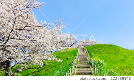 Cherry blossoms of the Marugameyama ancient burial mound (Sakitama Mound Tomb Park) 122989548