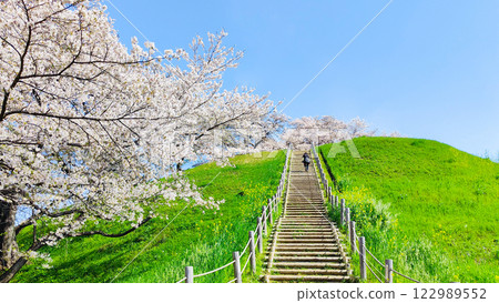 Marugameyama古墳(Sakitama Mound Tomb Park)的櫻花 Marugameyama古墳(Sakitama Mound Tomb Park)的櫻花 122989552
