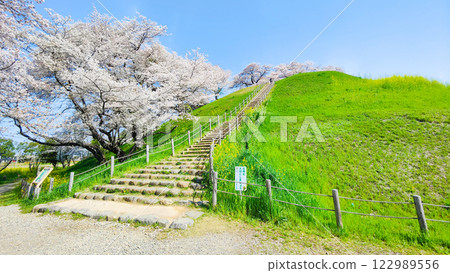 Cherry blossoms of the Marugameyama ancient burial mound (Sakitama Mound Tomb Park) 122989556