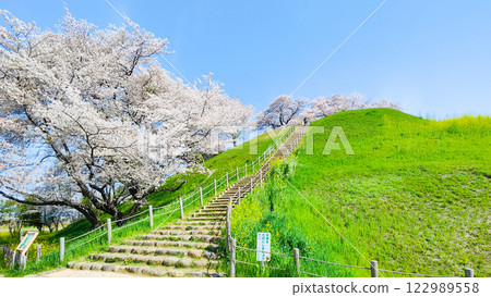 Cherry blossoms of the Marugameyama ancient burial mound (Sakitama Mound Tomb Park) 122989558