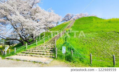 Cherry blossoms of the Marugameyama ancient burial mound (Sakitama Mound Tomb Park) 122989559