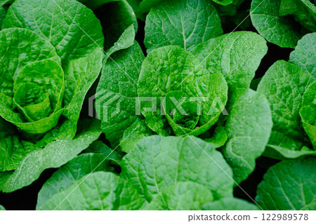 Chinese cabbage crops growing at field 122989578