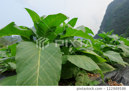 Tobacco leaf plant grow at field Tobacco leaf plant grow at field 122989586