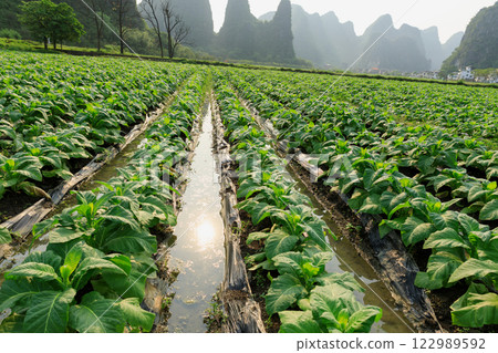 Tobacco leaf plant grow at field Tobacco leaf plant grow at field 122989592