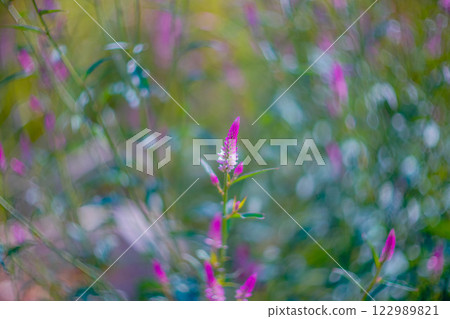 Purple flowers with blurred background in nature, tropical Asia. 122989821