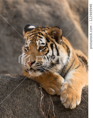 凝視的虎崽 122989946