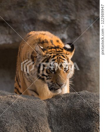 Oncoming tiger cub 122989947