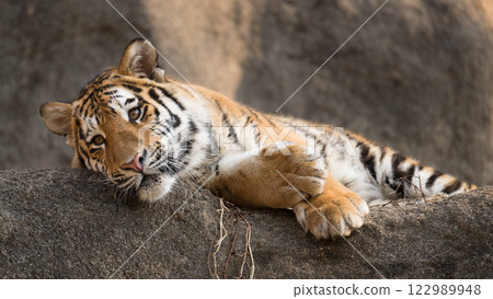 Lying Tiger Cub 122989948